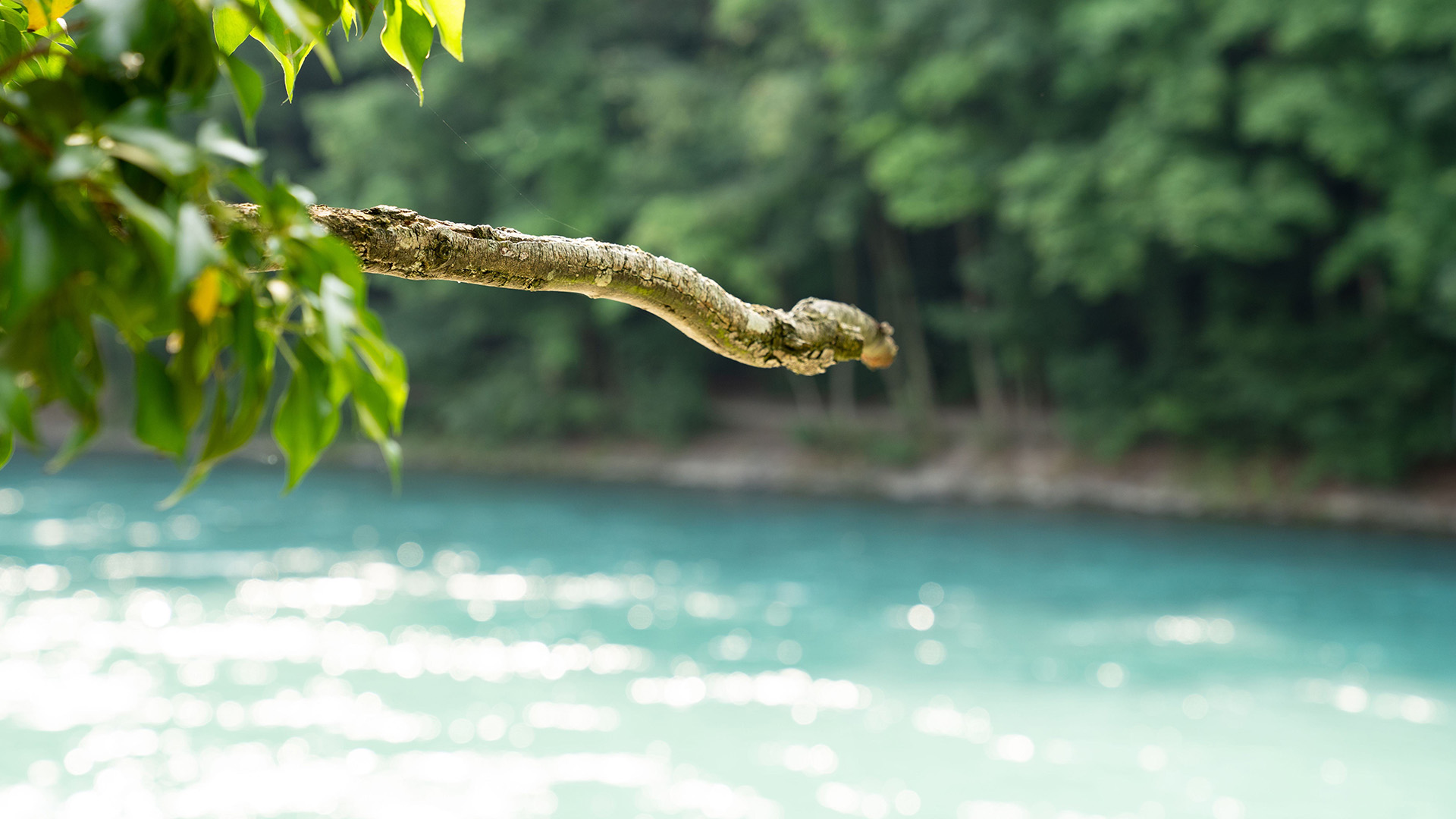Ein Ast, der über die Aare hängt.